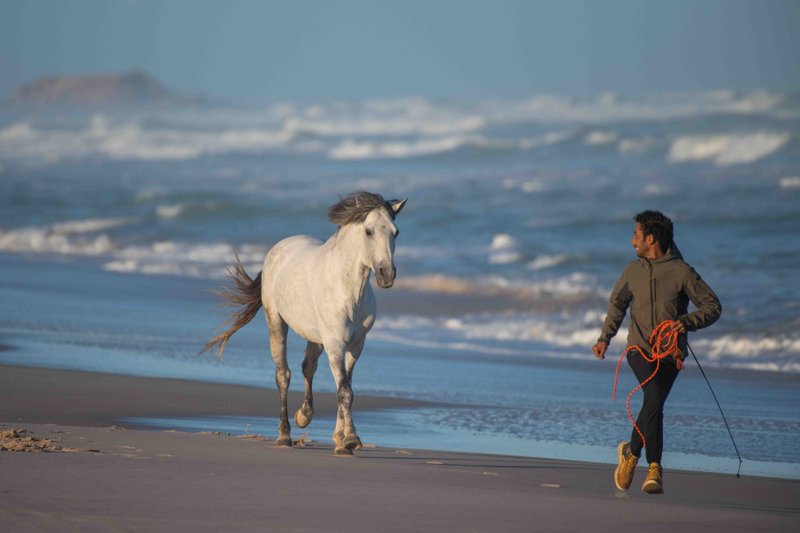 Mohamed Bicha walking with a white horse running free on the beach of Dakhla
