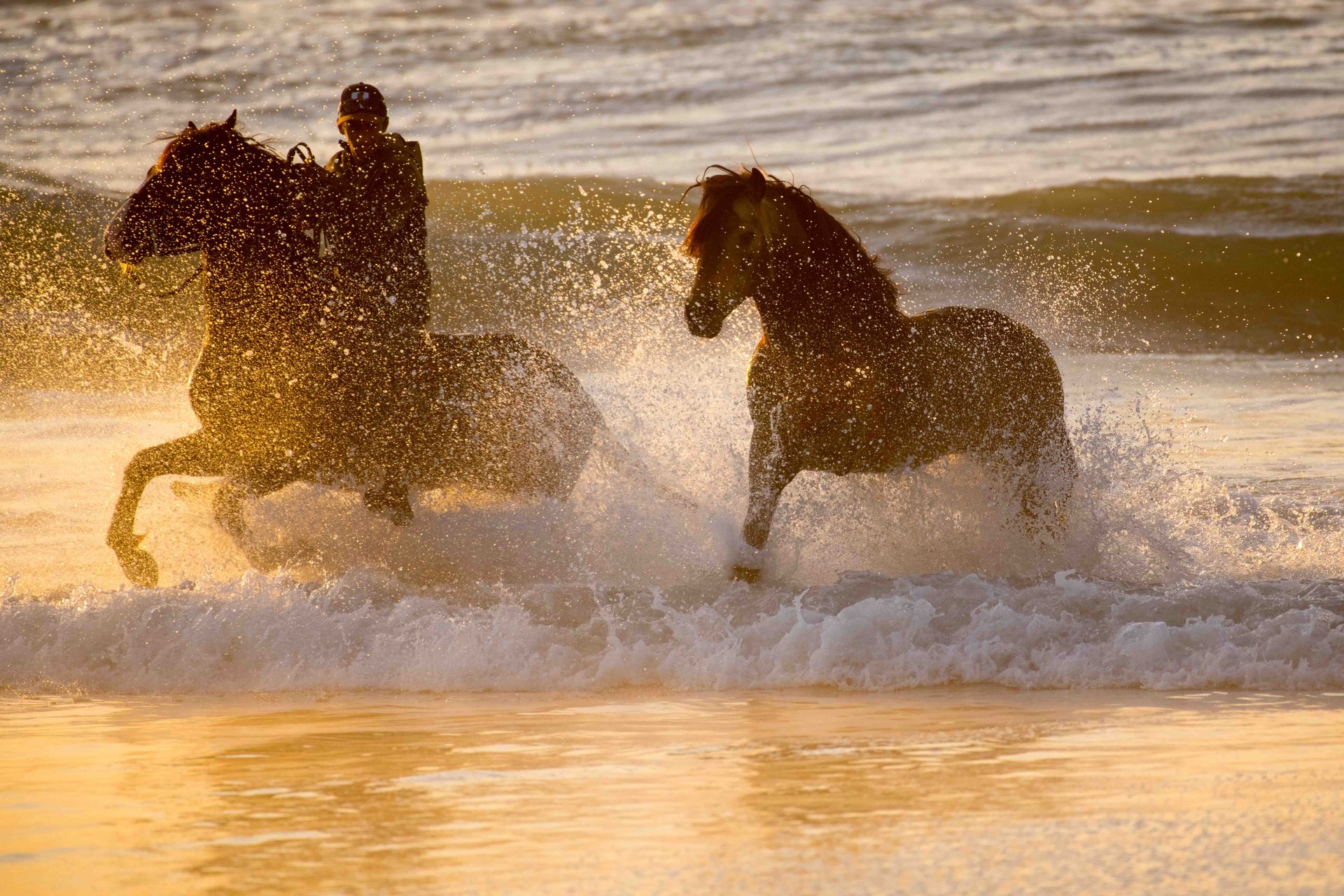 Horse galloping on the beach of Dakhla at sunset