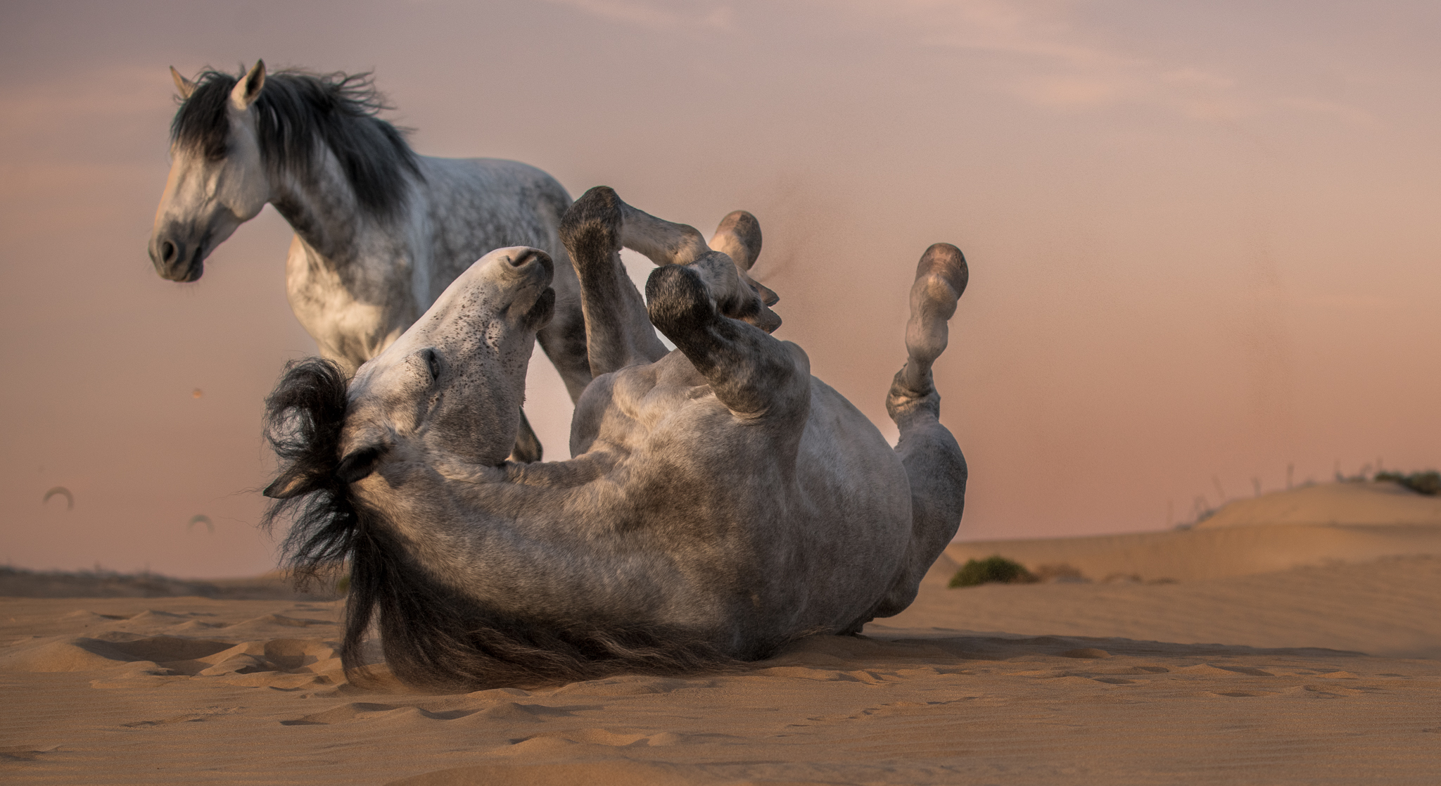 Horses rolling freely in the sand at sunset in Dakhla
