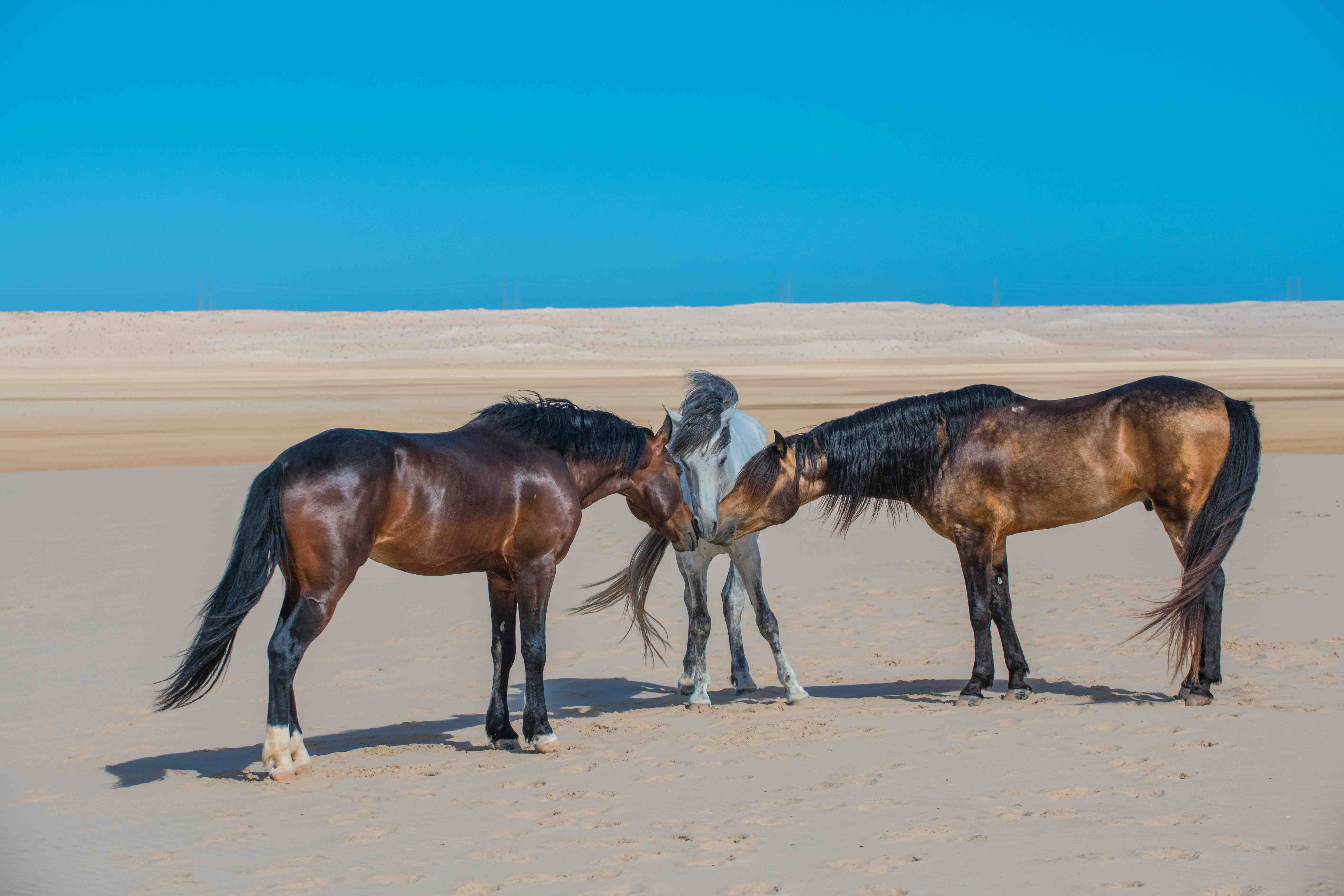 Three Arab-Barb horses nuzzling freely on the beach in Dakhla
