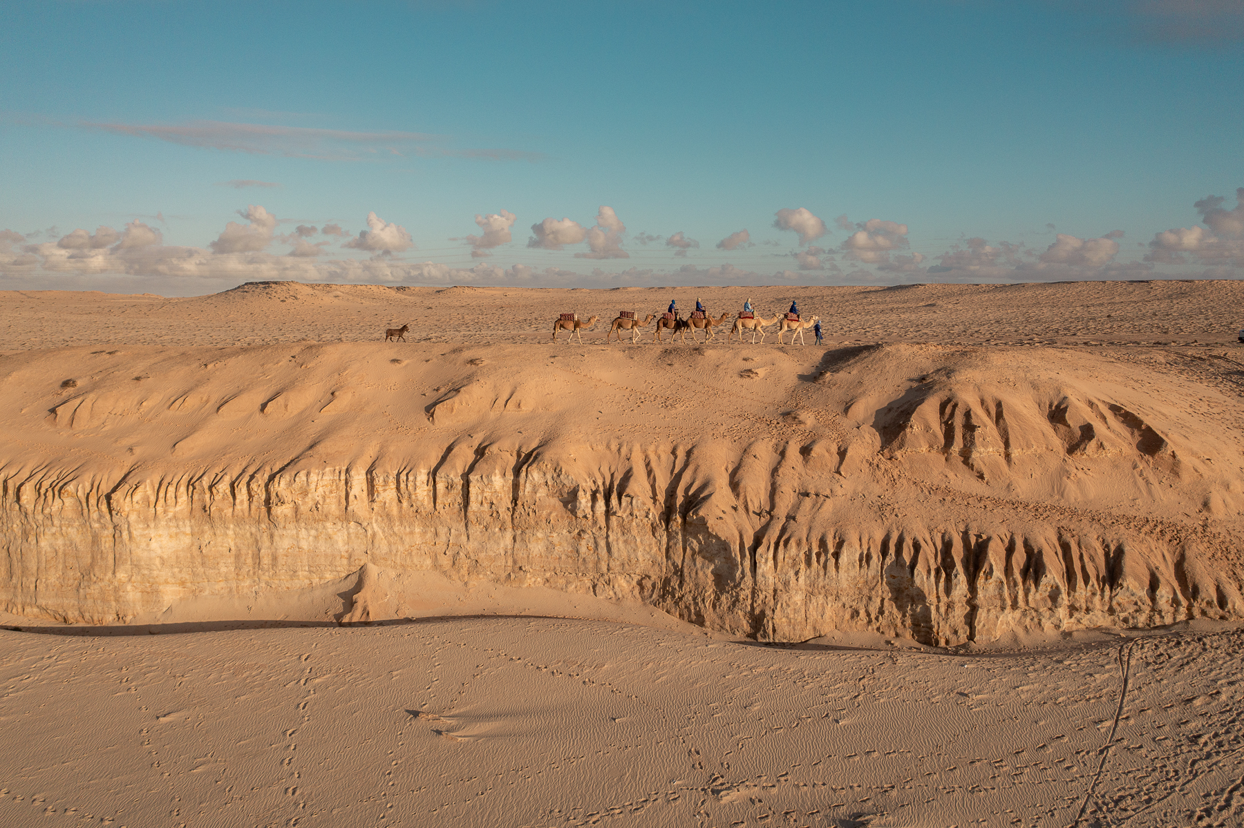 Aerial view of camels crossing cliffs and dunes in Dakhla