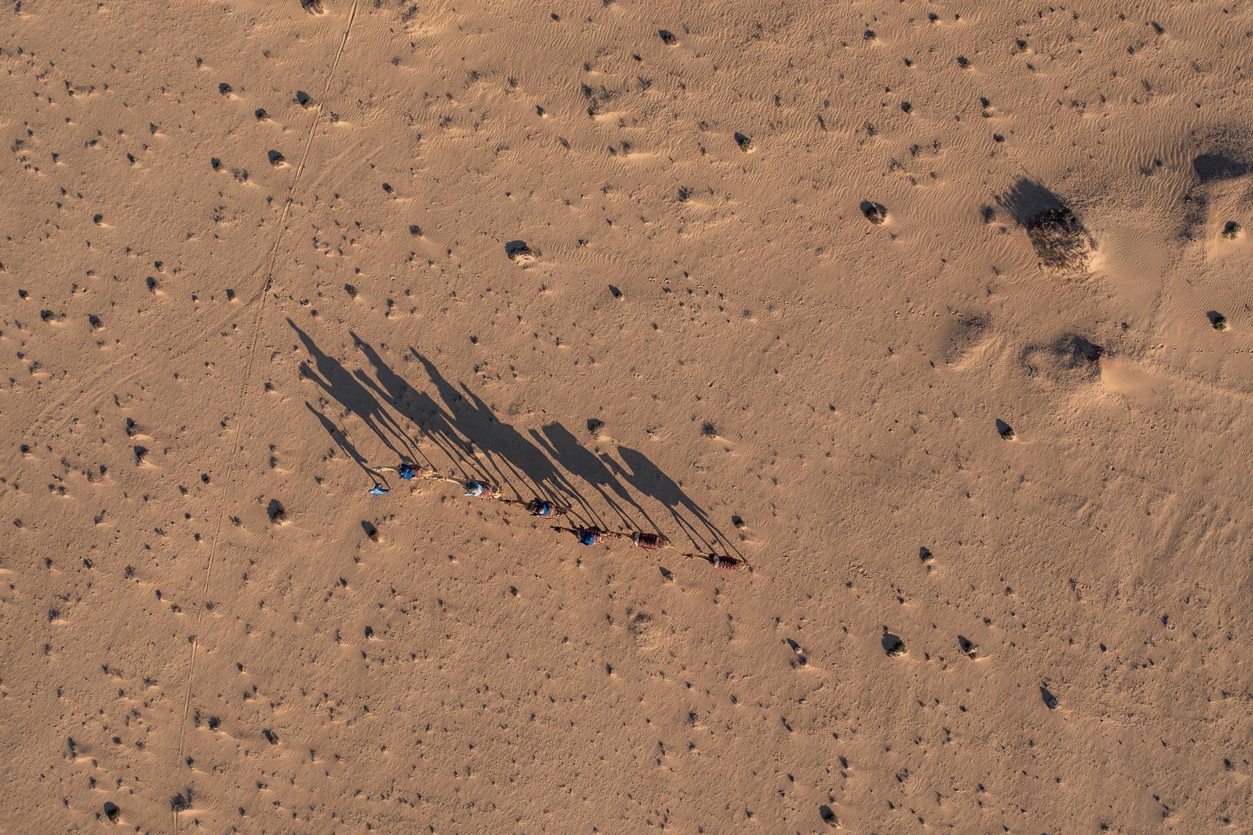 Camel shadows on the sand — aerial view in Dakhla