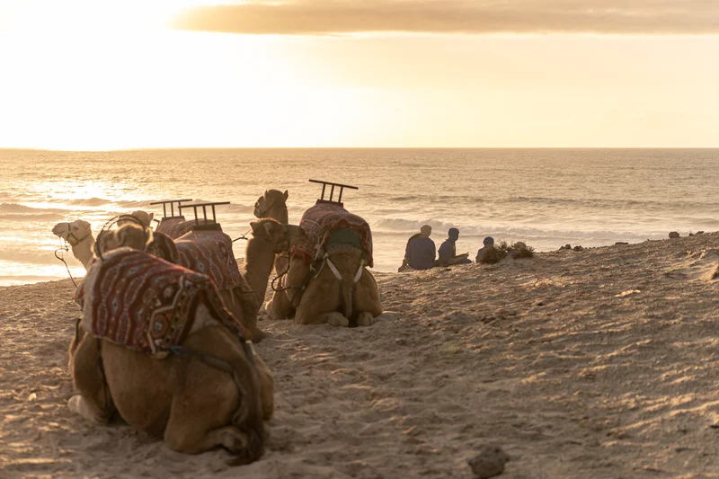 Sunset camel ride desert and cliffs in Dakhla