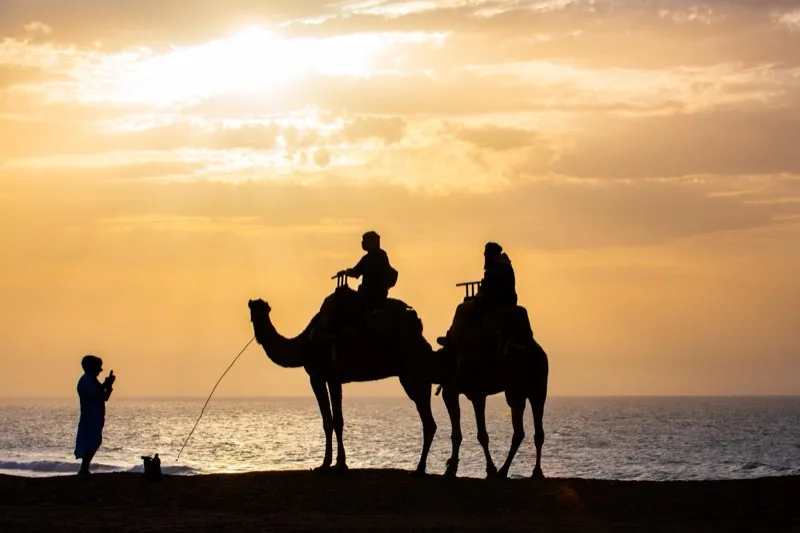 Camels at golden sunset in the Dakhla desert
