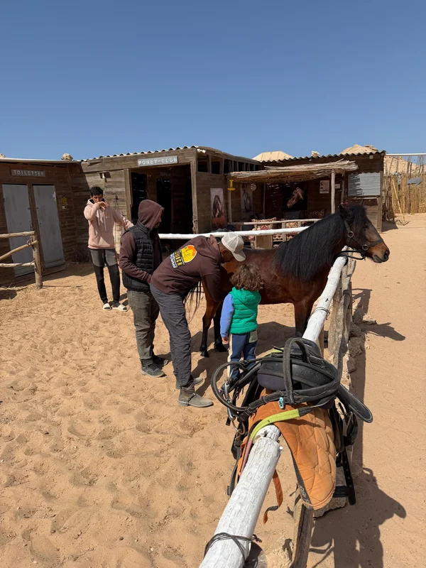 Child discovering a pony at Ranch des Dunes in Dakhla