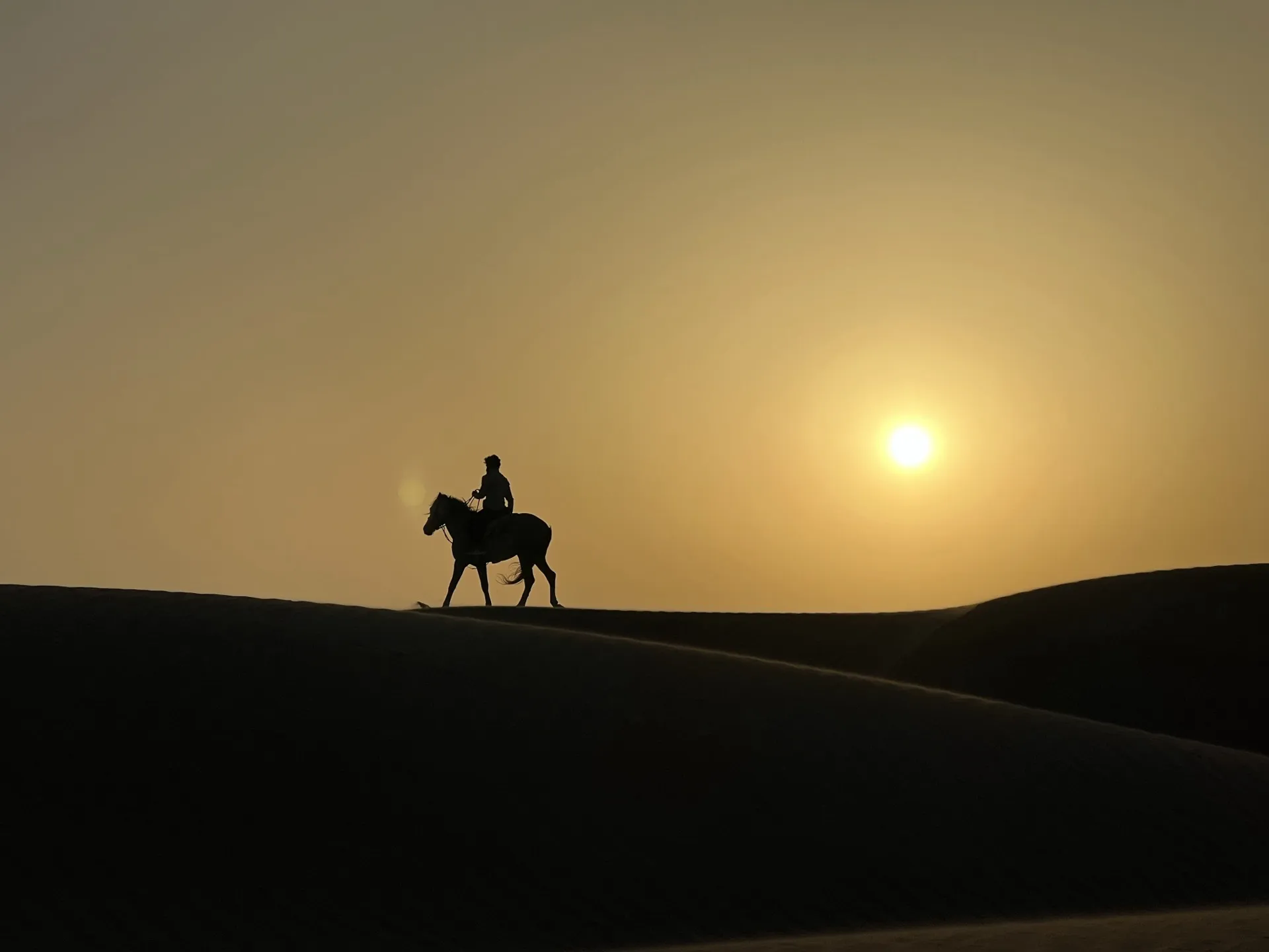 Horse silhouette on a dune at golden sunset in Dakhla