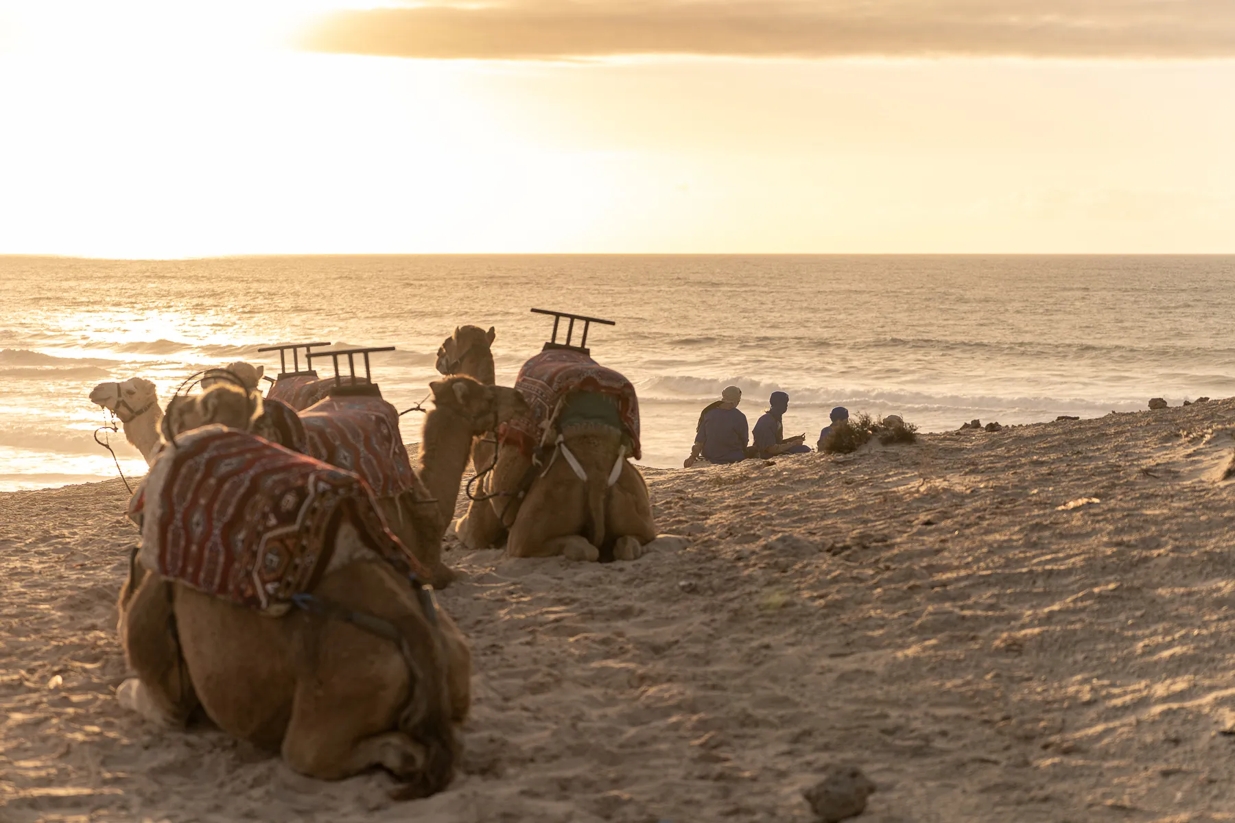 Dromedary ride at sunset in Dakhla