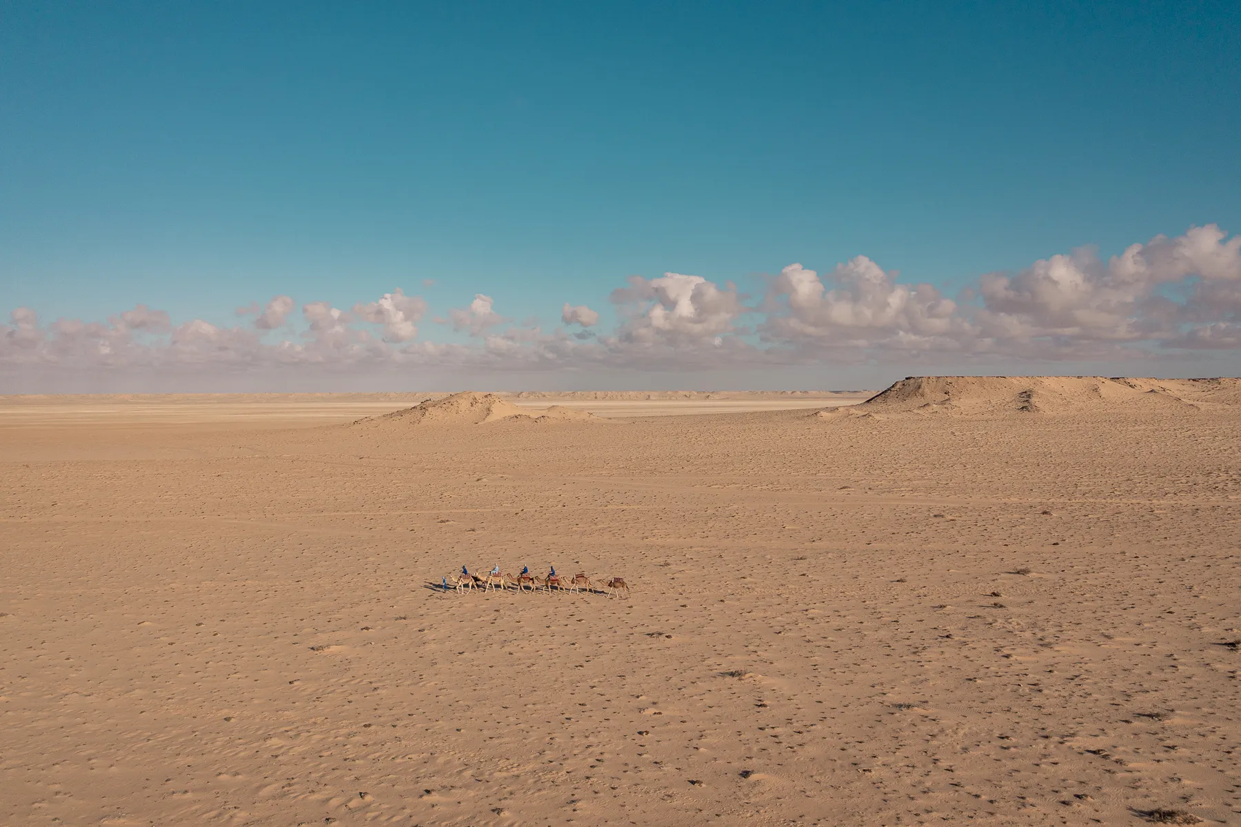 Caravana de dromedarios o camellos paseando a clientes por el desierto de Dakhla